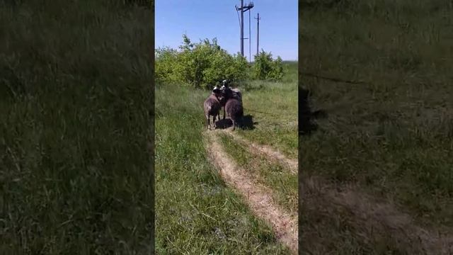 Семья баранов смотреть онлайн