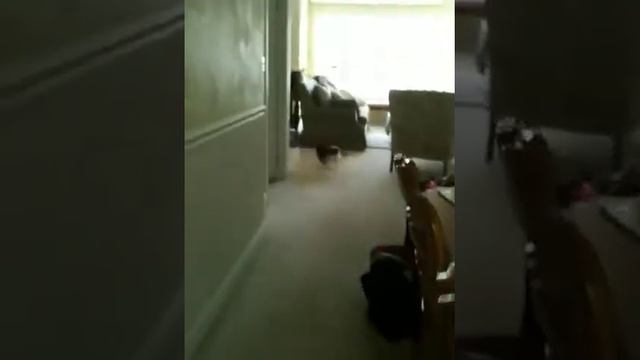 Lizzy the crazy Yorkie смотреть онлайн