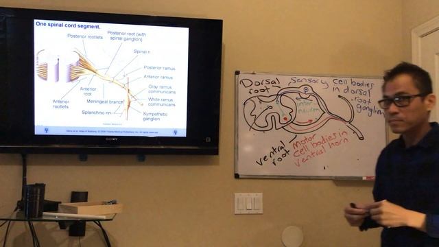 Online spinal cord lecture смотреть онлайн