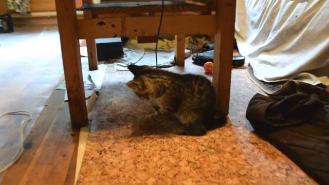 Project Cat. Отдам котенка Пушкино Москва. смотреть онлайн