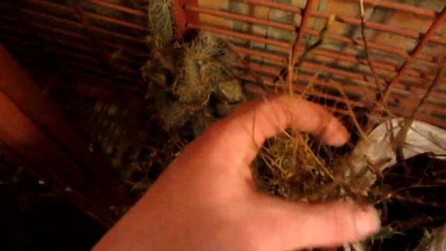 Карликовый гранат, зимовка в погребе смотреть онлайн