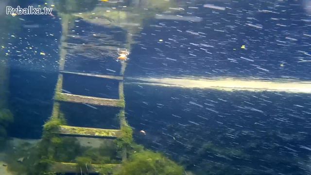 Воблер Jackall Chubby. Подводная съемка. Underwater смотреть онлайн