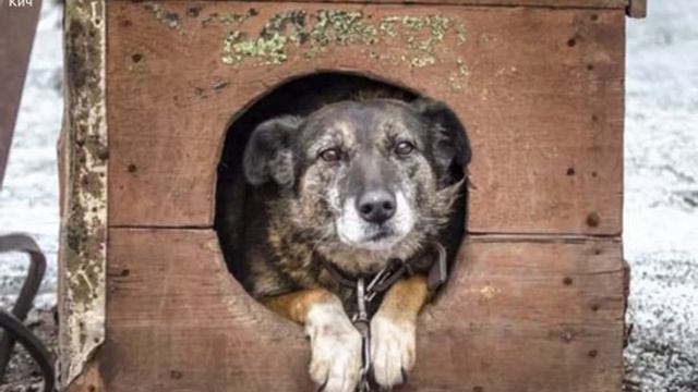 ХОЗЯЙКА ЖЕСТОКО БРОСИЛА СВОЮ СОБАКУ, КОТОРАЯ ЖДАЛА ЕЁ ДО КОНЦА смотреть онлайн