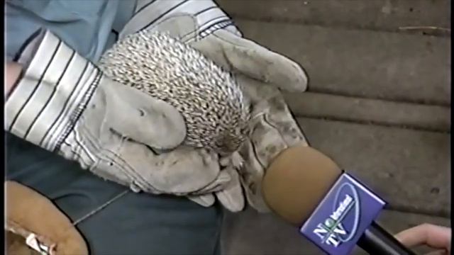 Любовь животных - день святого Валентина. Репортаж Павла Крепкого смотреть онлайн