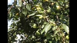 Груша  "БЭРЭ БОСК",Урожай 2021