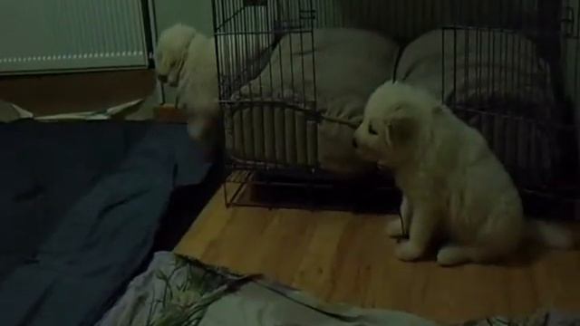 Щенки МАРЕММО-АБРУЦКОЙ ОВЧАРКИ в питомнике "ИМПЕРИАЛ ЧОЙС" смотреть онлайн