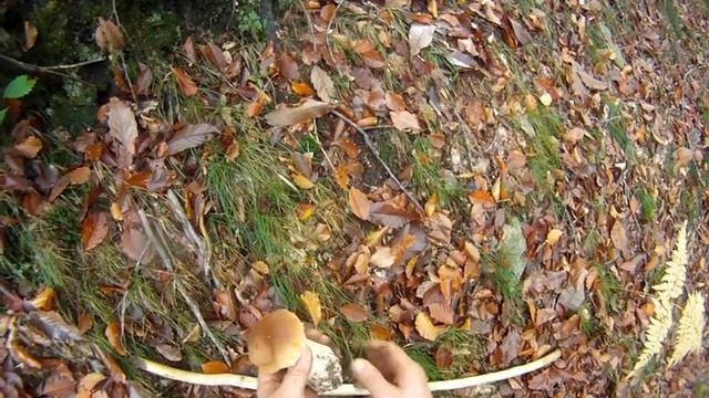 Ricerca.... смотреть онлайн