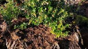 Брусника Ред Перл в пеньке || Растет как на дрожжах