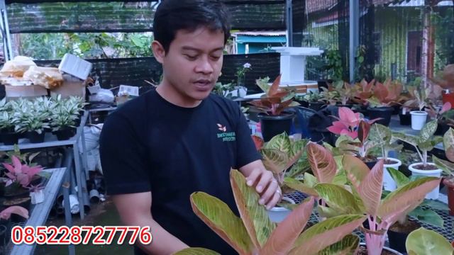 HARGA AGLAONEMA || Aglaonema Lokal || aglaonema golden hope || goliath || ajisaka || part 2 смотреть онлайн