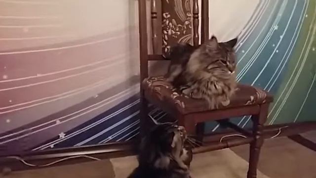 В гостях у мейн-куна Коти Бро куночкой Беллочка. смотреть онлайн