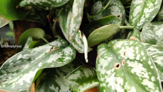 Silver Satin Pothos Care and Propagation | in Malayalam | Homely Feel | Diyab смотреть онлайн