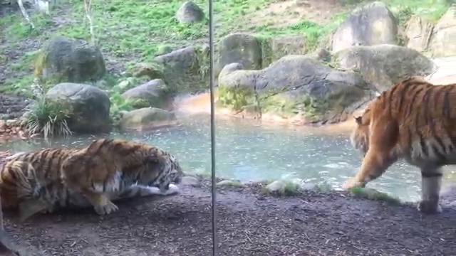 Злой разбуженный тигр смотреть онлайн