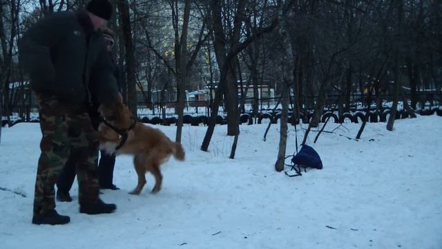 Дрессировка ховаварта http://dogclass.ru/ смотреть онлайн