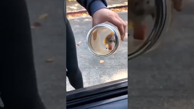 Мышь атакует))) смотреть онлайн