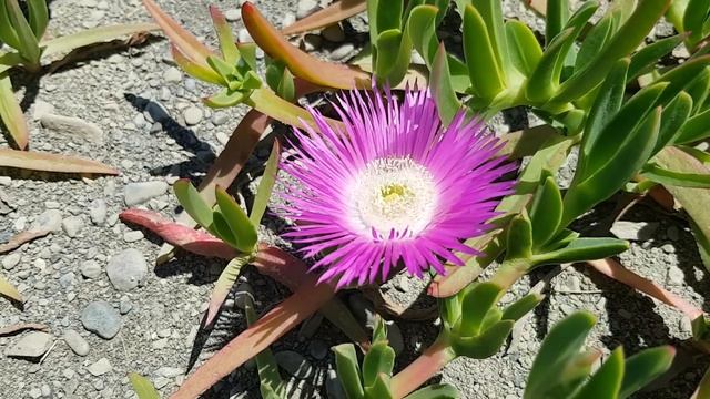 Карпобротус | Жизнь в Адлере смотреть онлайн