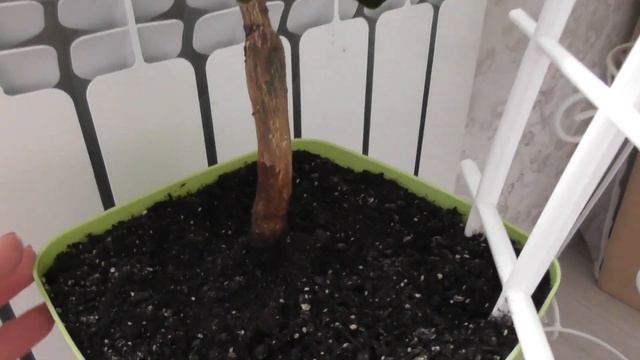 Апельсин в домашних условиях - плодоношение, уход смотреть онлайн