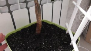 Апельсин в домашних условиях - плодоношение, уход