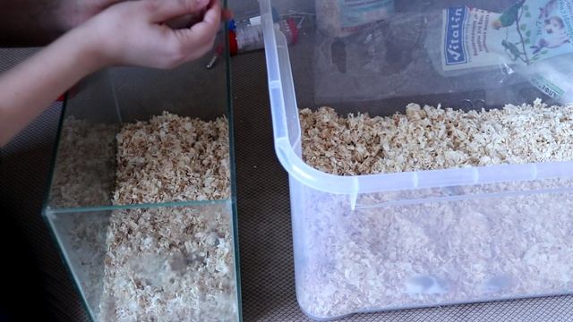 УБОРКА В КОНТЕЙНЕРЕ У ХОМЯЧКОВ РОБОРОВСКОГО смотреть онлайн