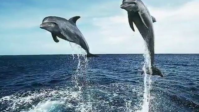 ДЕЛЬФИНЫ И МОРЕ.. смотреть онлайн