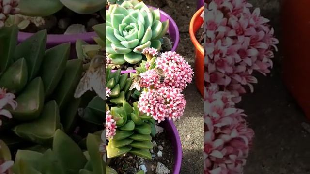 Abejas en Crassula Springtime ?? смотреть онлайн