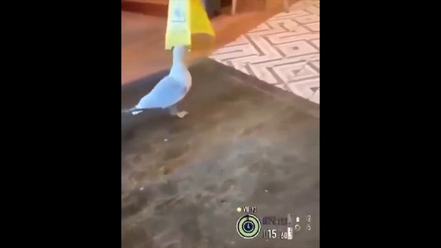 ЛУЧШИЕ Животные ПРИКОЛЫ 🙃 смотреть онлайн