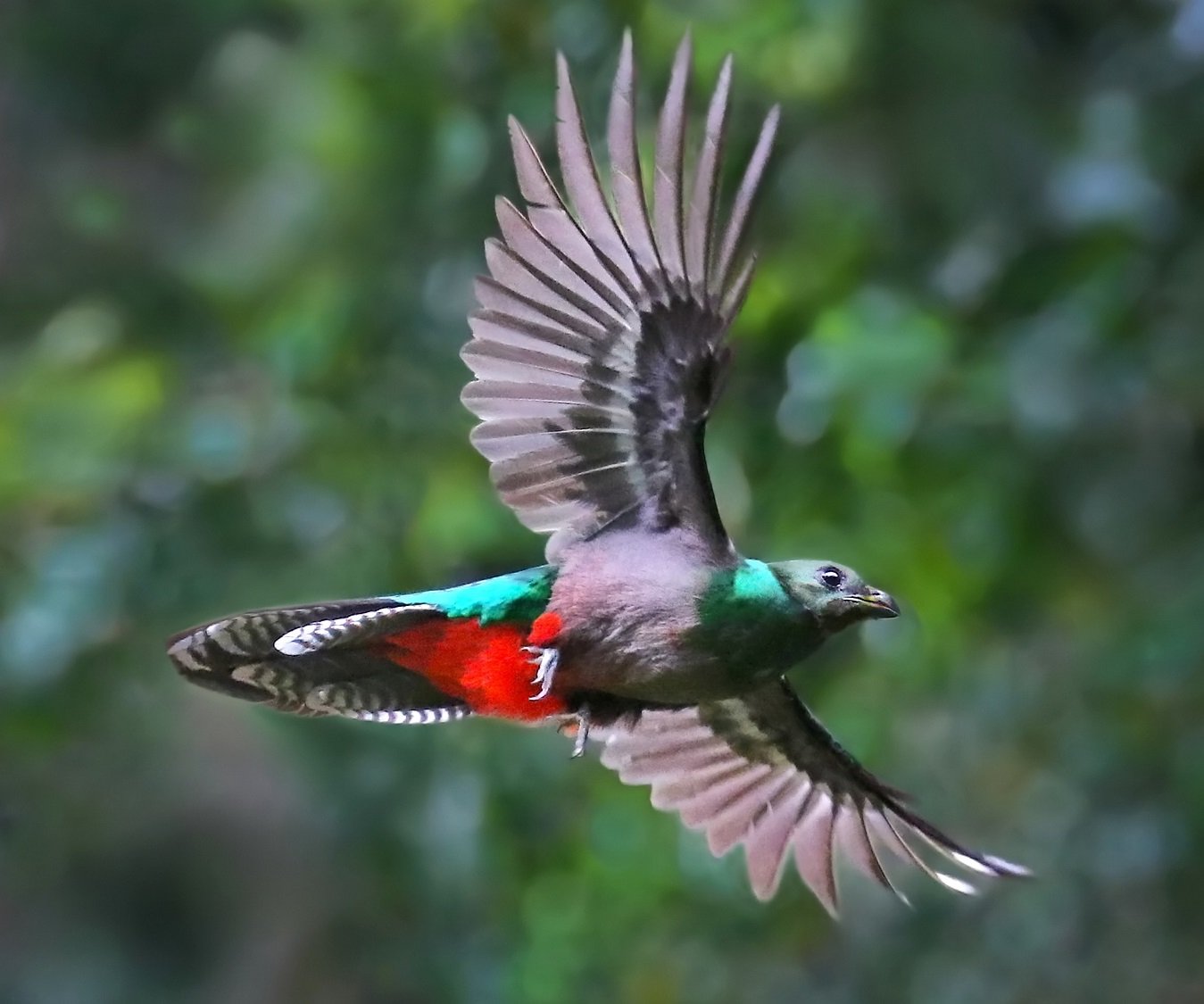 Квезаль-символ свободы. смотреть онлайн