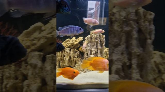 Цихлиды Маливи и Америки смотреть онлайн