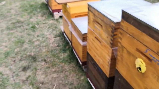 Собрал немного пыльцы. смотреть онлайн