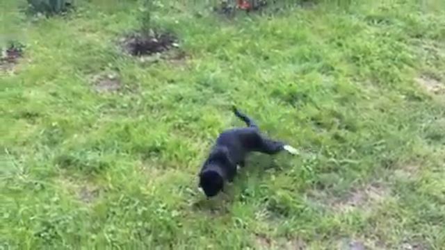 Мой кот на даче. смотреть онлайн