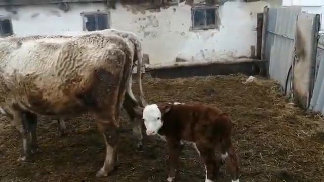 Мясная порода. Корова ауликольской породы телилась