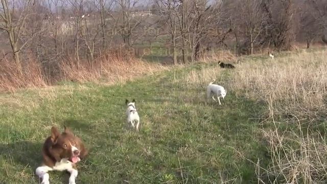 Recall Training with the Dogs смотреть онлайн