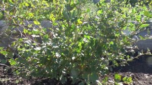 Бесшипный крыжовник конфетный