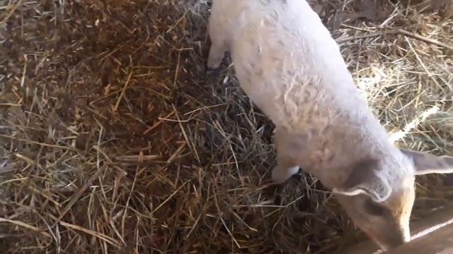 Наши фермерские будни. смотреть онлайн