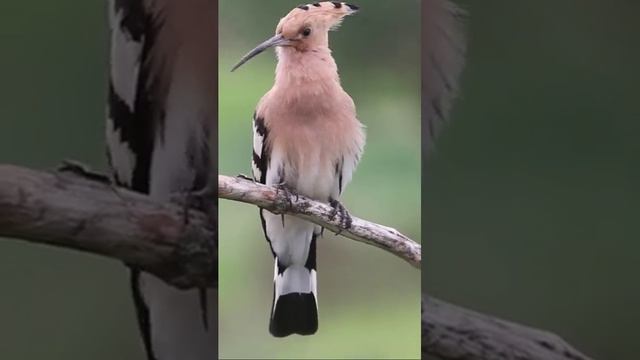 hoopoe bird sound || hoopoe voice #bird #nature смотреть онлайн