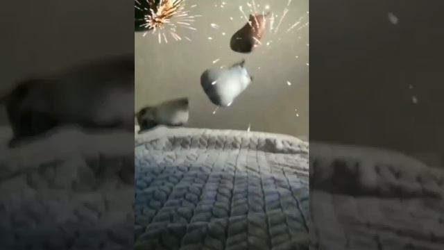 коти и арбузи:) смотреть онлайн