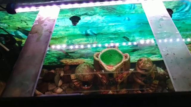 Светодиодная подсветка в аквариум с AliExpress. LED lighting in the aquarium смотреть онлайн