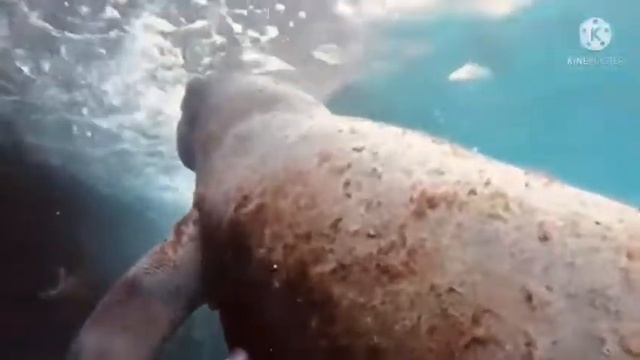 Ламантин в Доминикане смотреть онлайн