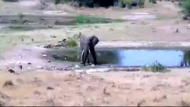 Дикая природа Южной Африки. Слон смотреть онлайн