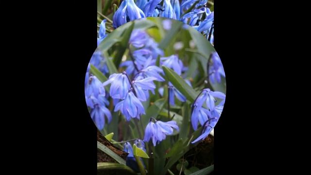 ПРОЛЕСКА,  или  СЦИЛЛА   (SCILLA)  сем. Гиацинтовые