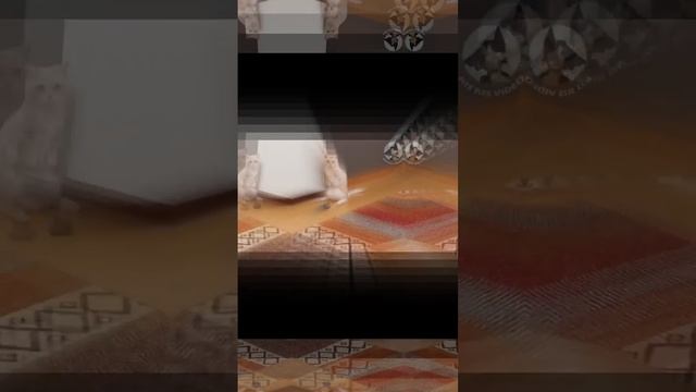 #shorts Прикольные собаки смотреть онлайн