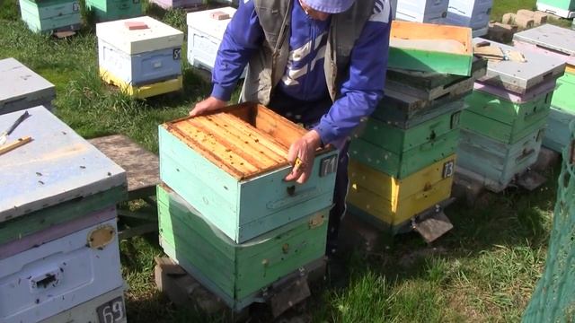 Эксперимент на пасеке . двухматочное. двухсемейное содержание в ульях рут. Часть 1 смотреть онлайн