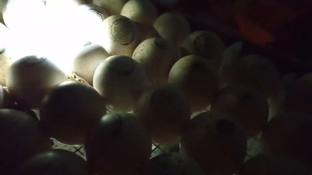 Инкубация индюшиных яиц хайбрид конвертер, овоскопирование смотреть онлайн