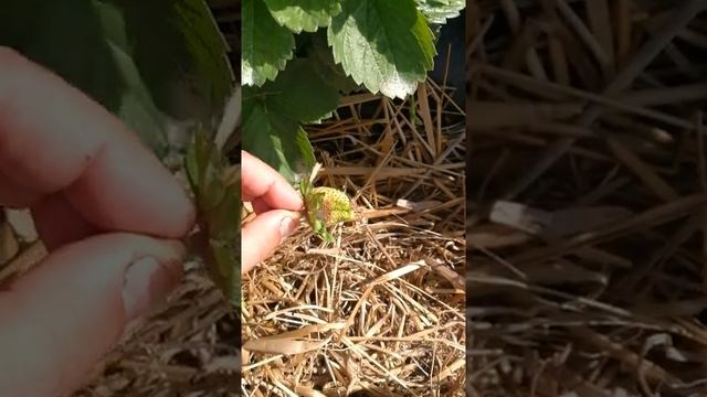 Клубника сорт Мурано. смотреть онлайн