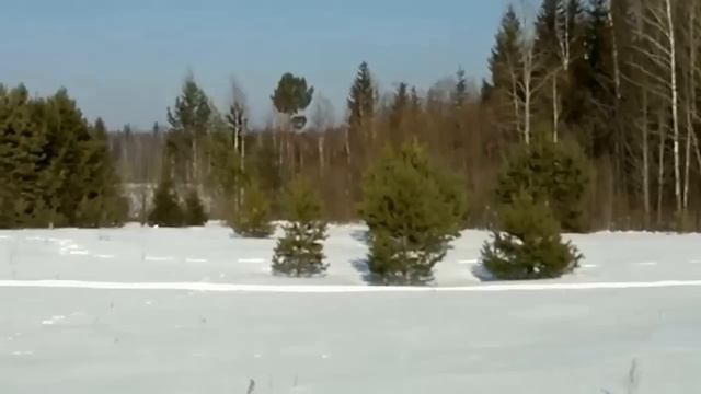 Алексей Медведев Стояла чудная сосна смотреть онлайн