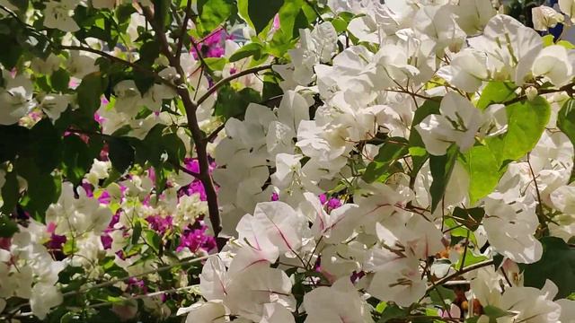 BOUGAINVILLEA смотреть онлайн