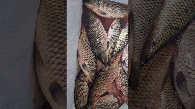 УЖАС СКОЛЬКО РЫБЫ | УДАЧНАЯ РЫБАЛКА смотреть онлайн