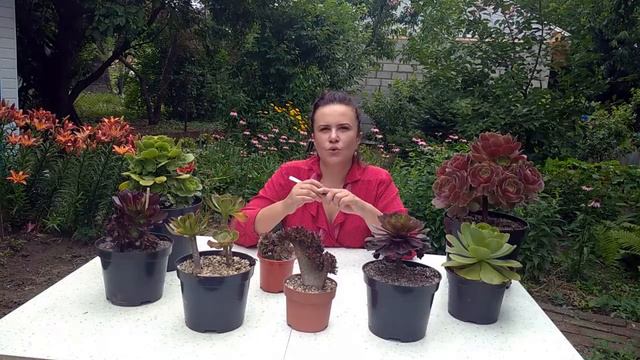 Убирать ли сухие листья у эониумов? Уход в домашних условиях