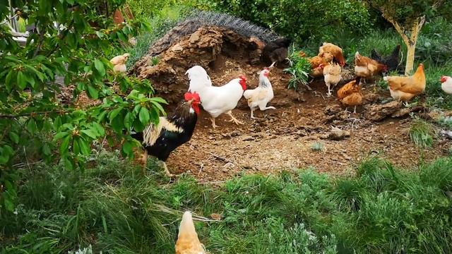 Куры гуляют и без охраны смотреть онлайн