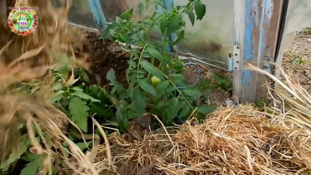 Необычный способ подвязки низкорослых помидоров. Подвязка без подвязки. Проще не бывает смотреть онлайн