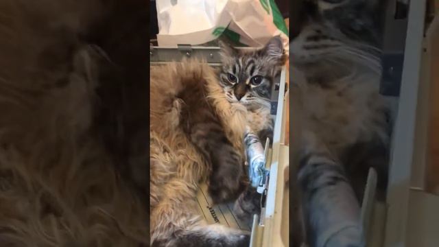 Злой кот Симба смотреть онлайн